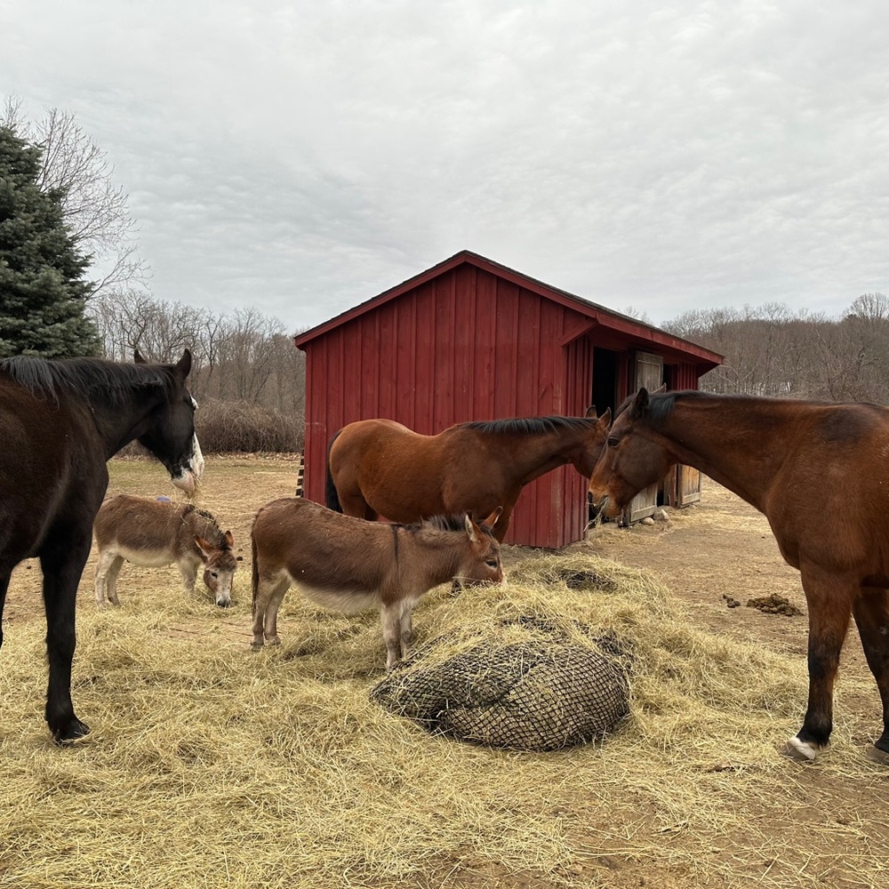 Meet your Posher, Rachel